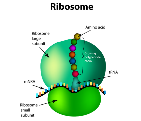 Ribosomes